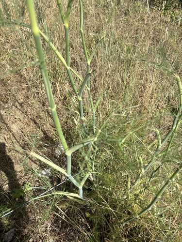 fennel