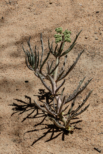 Cyphostemma hereroense