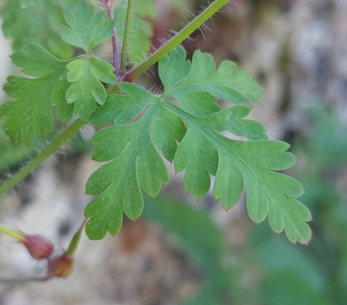 Herb Robert