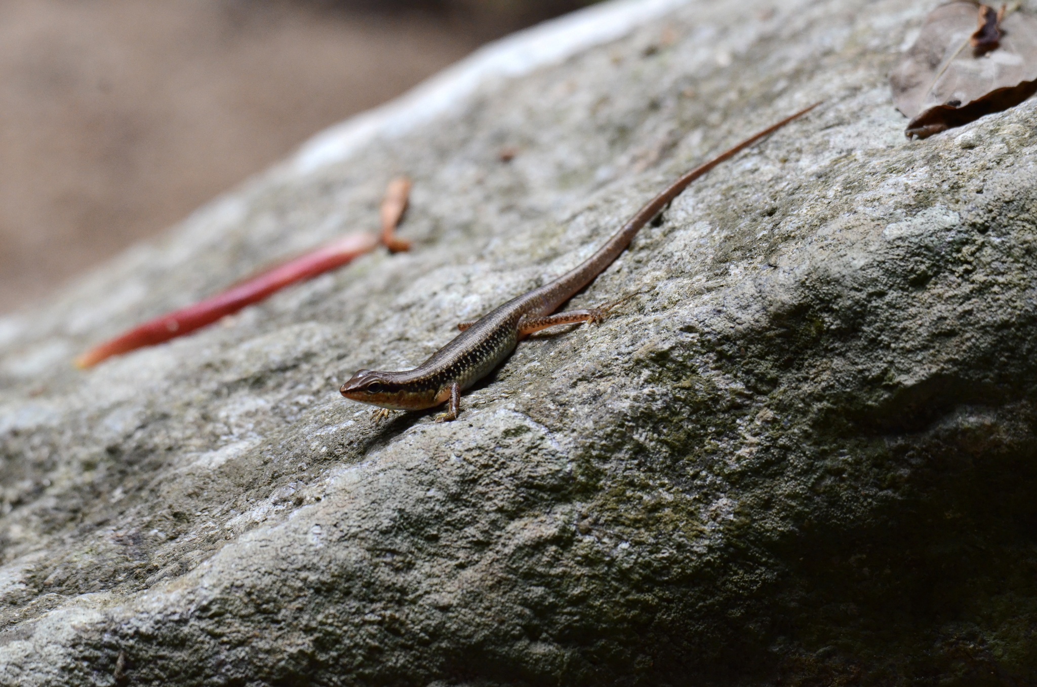 Black Ground Skink photo 2