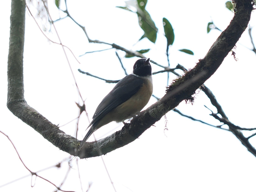 iNaturalist image