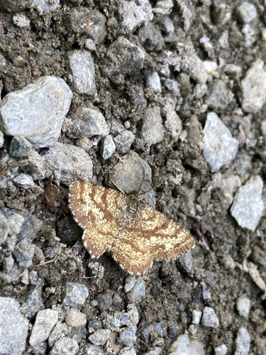 Common Heath
