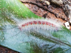 Lasiocampoidea