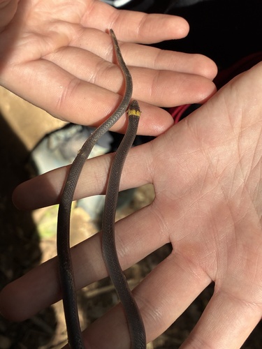 Guanaja Longtail Snake
