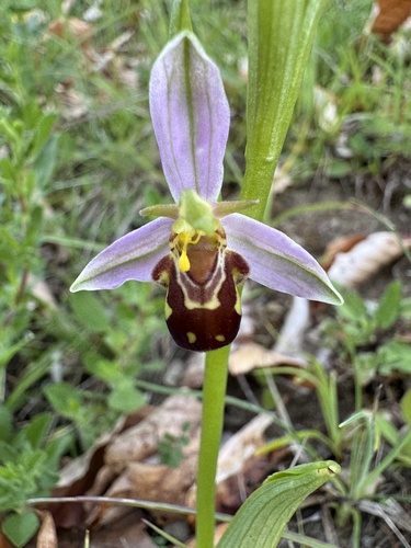 Bee Orchid