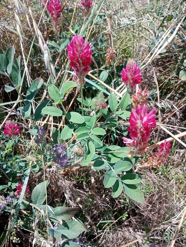 Sulla coronaria, photograph 4