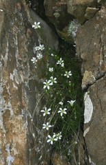 Sabulina kryloviana