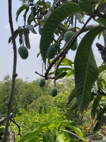 Indian mango