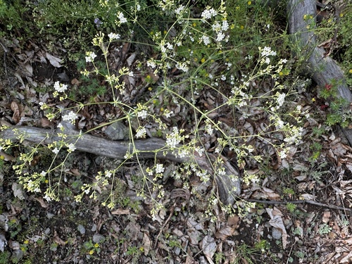 Galium glaucum