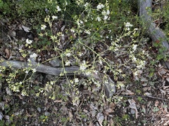 Galium glaucum