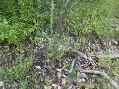 Galium glaucum, photograph (c) Katrin Simon, some rights reserved (CC BY)