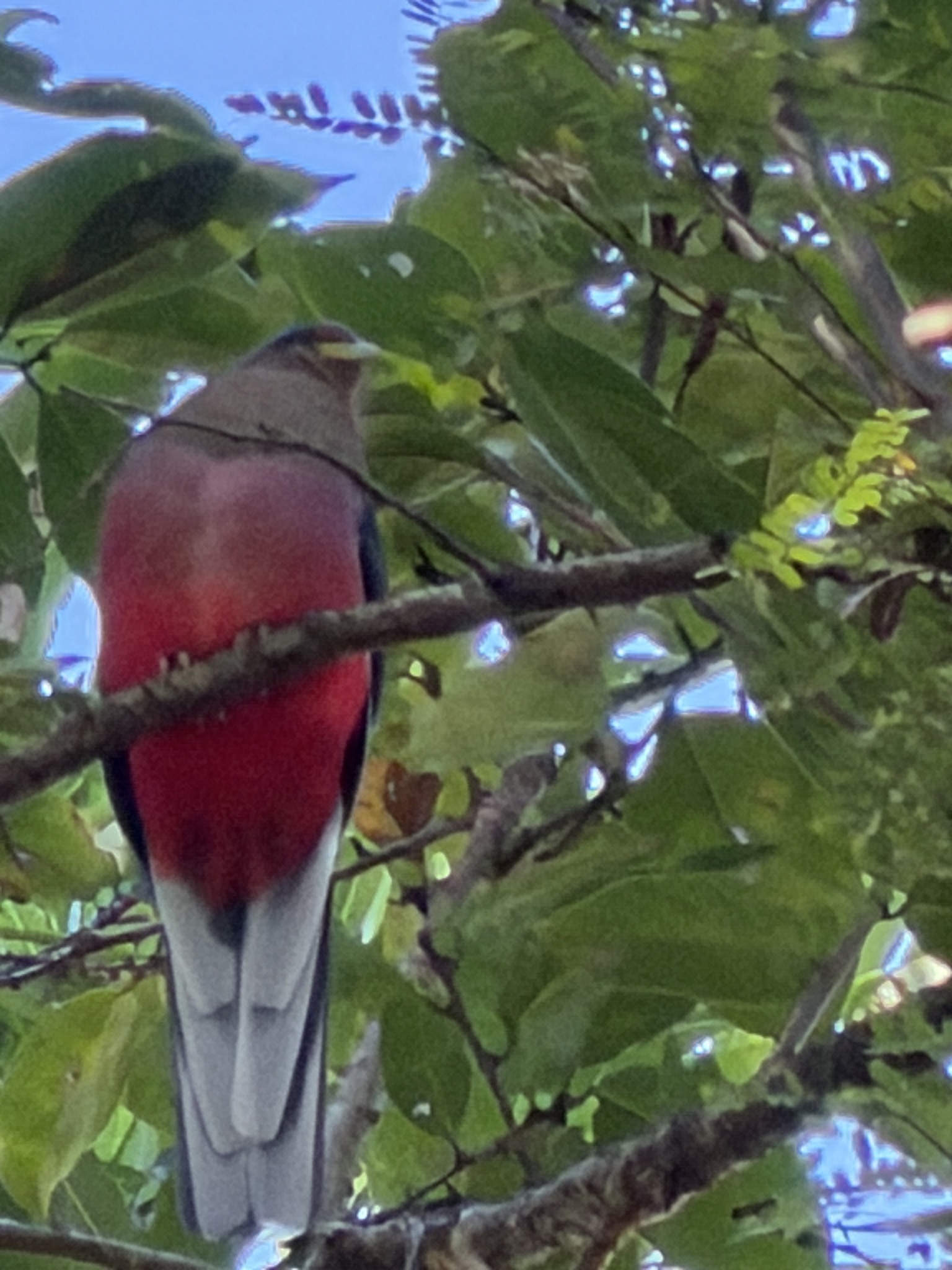 Narina Trogon (Apaloderma narina), photo 3