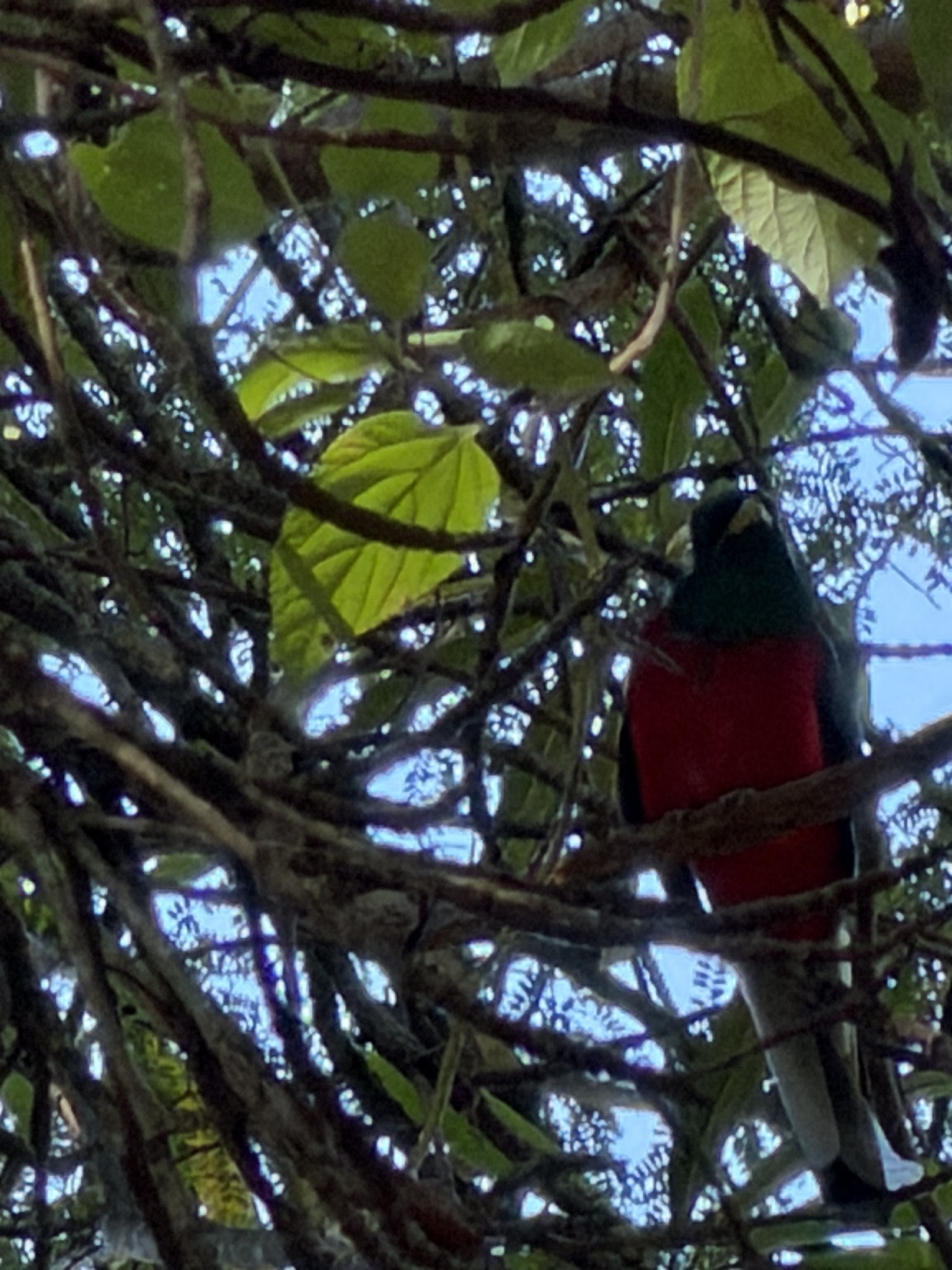 Narina Trogon (Apaloderma narina), photo 4