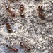 Aphaenogaster ichnusa - Photo (c) Sara Viale,  זכויות יוצרים חלקיות (CC BY-NC), הועלה על ידי Sara Viale