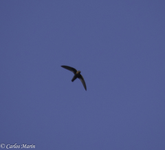 Streptoprocne rutila