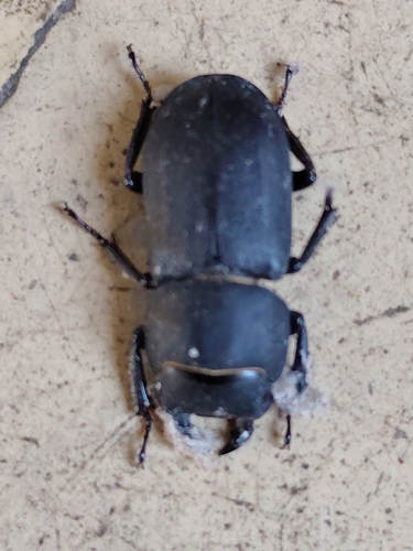 Lesser Stag Beetle