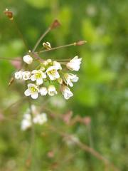 Capsella bursa-pastoris