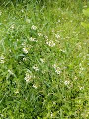 Capsella bursa-pastoris
