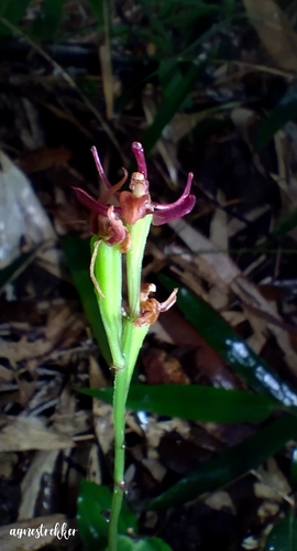 Liparis nervosa, photograph 5