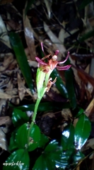 Liparis nervosa, photograph author not stated, no rights reserved