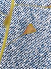 Capsella bursa-pastoris