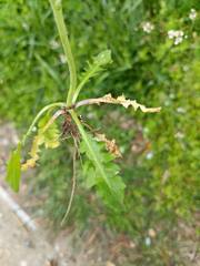 Capsella bursa-pastoris