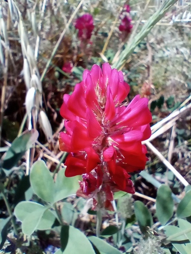 Sulla coronaria, photograph 5