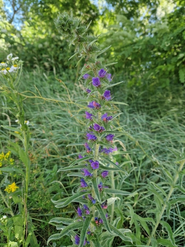 viper's-bugloss
