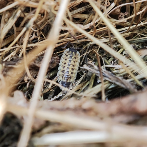 Brickwork Woodlouse