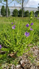 Triodanis