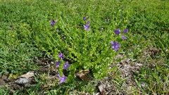 Triodanis