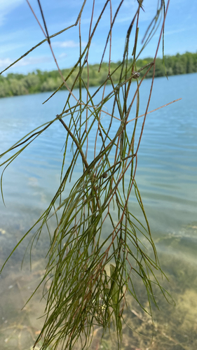 Fennel-leaf Pondweed