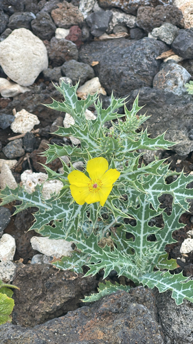Argemone mexicana, 2026-06-06