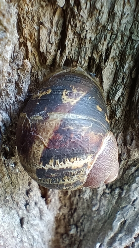 Garden Snail