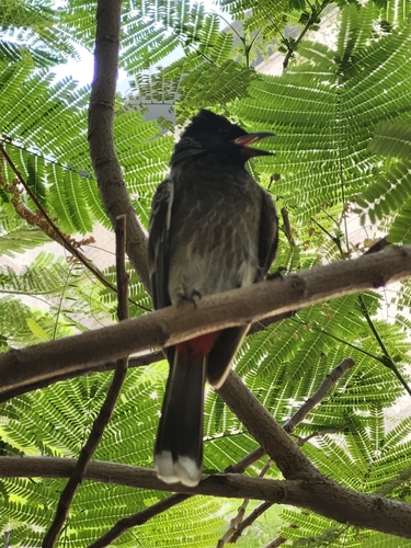 Red-vented Bulbul