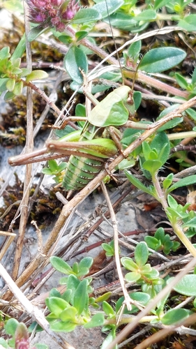 Wart-biter