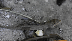 Anolis laeviventris