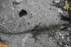 Anolis laeviventris