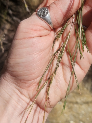 Baeckea linifolia, photograph 5