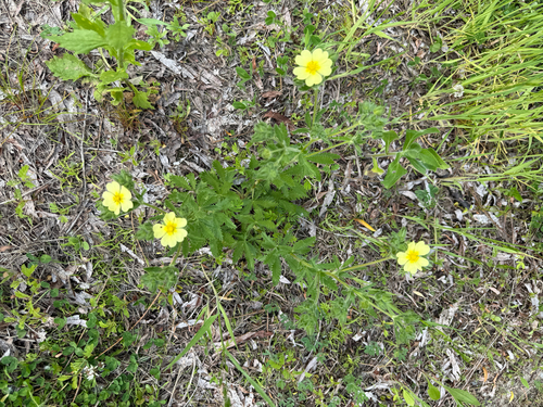 sulphur cinquefoil