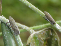 Omalocephala intermedia