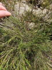Baeckea linifolia, photograph (c) Bronte-Maye, some rights reserved (CC BY)