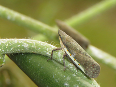 Omalocephala intermedia