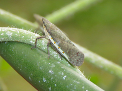 Omalocephala intermedia
