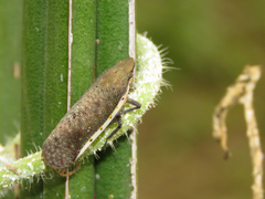 Omalocephala intermedia