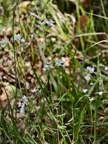 Allium subhirsutum, photograph 2