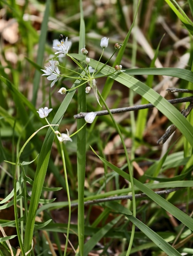 Allium subhirsutum, photograph 3