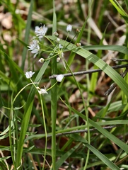 Allium subhirsutum, photograph (c) fmunoz, some rights reserved (CC BY)