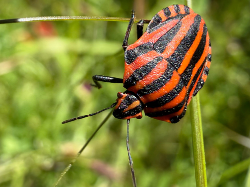 European Striped Shield Bug