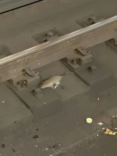 Rat photographed near here on 2026-06-07